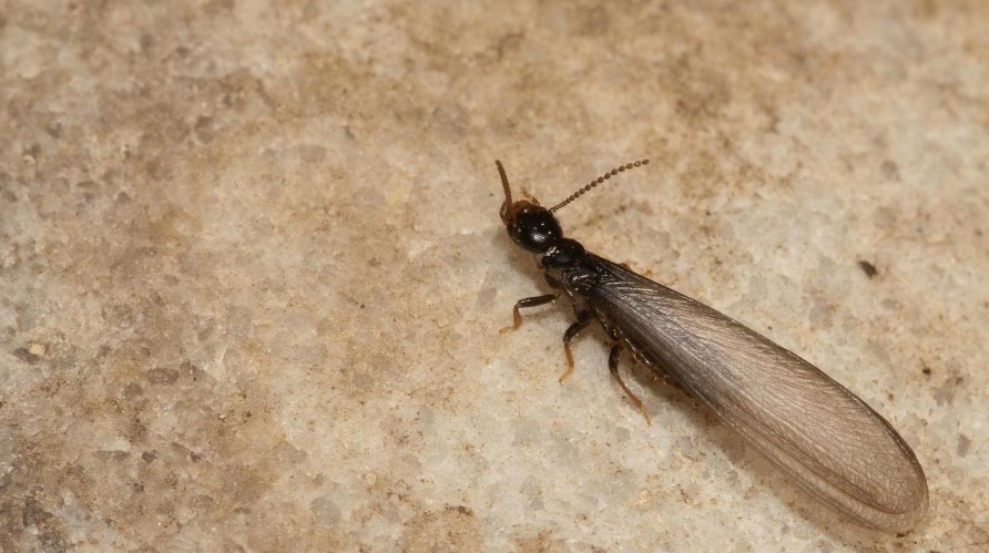 How do I Know if I Have Termites?