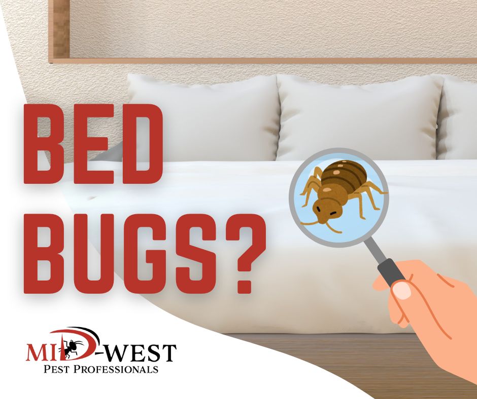 Bed Bugs – Things to&nbsp;know