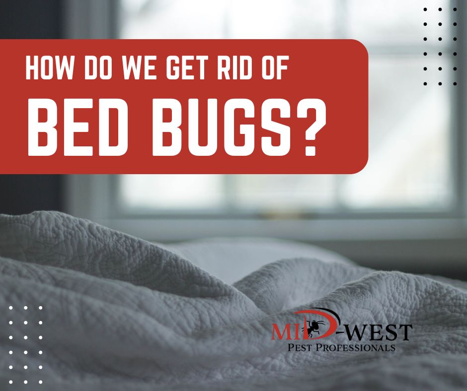 How Do We Get Rid of Bed Bugs?