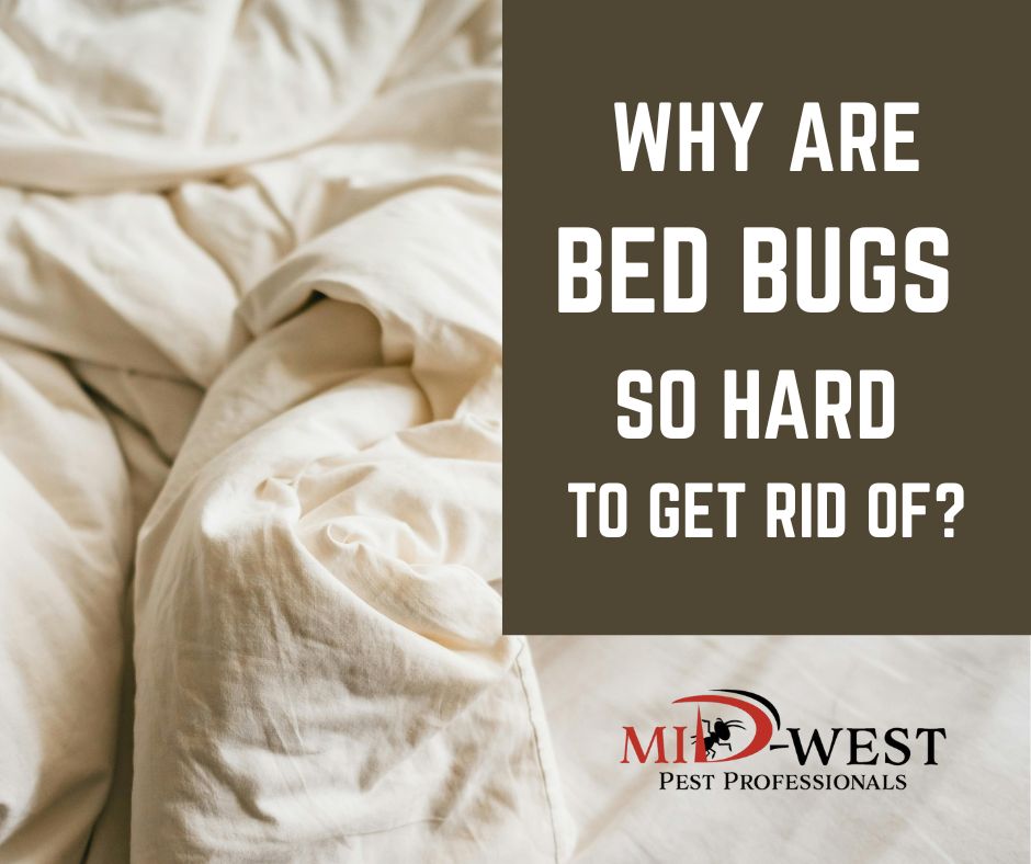 Why Are Bed Bugs So Hard to Get Rid Of?